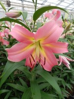 [5164 Corsini No02.JPG]